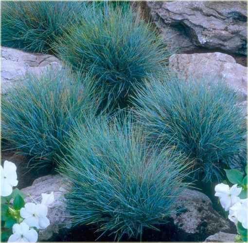 Kostrzewa sina Festuca glauca